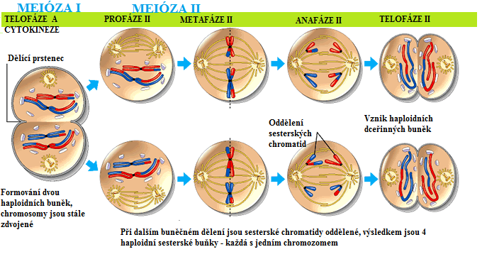 3.3 Meióza Na rozdíl od mitózy, kdy se zachovává stupeň ploidie a dceřiné buňky jsou diploidní (2n), je cílem meiózy zajistit, aby dceřiné buňky obsahovaly pouze polovinu genetického materiálu, byly