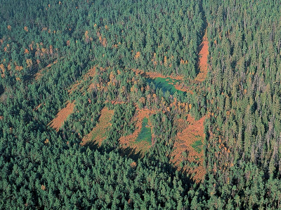 režimu - rašelinné bory) dnes ale kvůli odvodnění stabilnější lesní fáze (např. blatkové bory na Třeboňsku) možností zvyšování hladiny spodní vody jen omezené možnosti ohrožení lesnickým hosp.