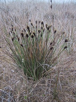 (A1) Významné druhy mechů Hamatocaulis vernicosus Helodium blandowii Drepanocladus