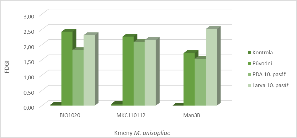 Graf 40 - Porovnání indexu FDGI u původního a pasážovaného kmene Man 3B houby M. anisopliae přes substrát a larvy T. molitor v čase 5.6.4 Porovnání účinnosti původních a pasážovaných kmenů M.