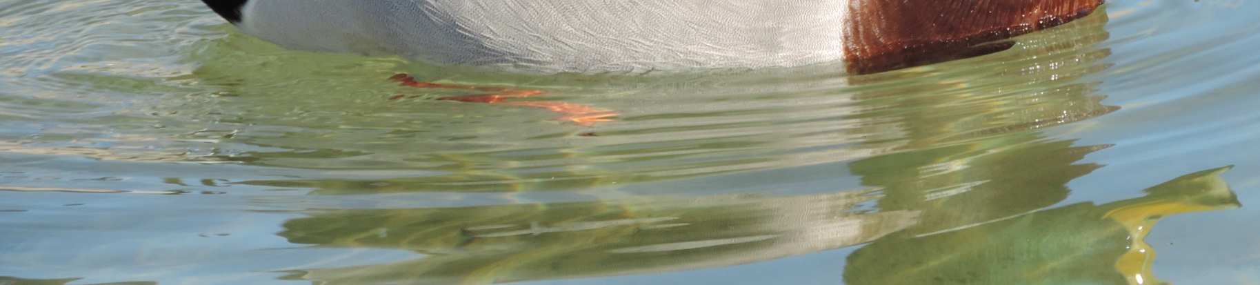 černá srpovitě stočená ocasní pera (