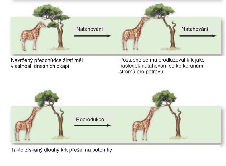 Vývoj pohledu na evoluci Lamarckismus první ucelená evoluční teorie 1809 Philosophie zoologique sledoval znaky v chronologii příbuzenských linií od fosilií po současné organismy organismy se adaptují