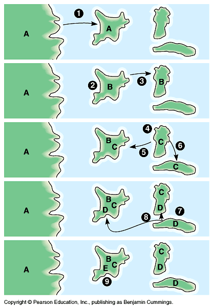 Původ druhů adaptivní radiace 1. Jeden ostrov obydlen malou kolonií založenou jedinci A, zavátými z pevninské populace 2.