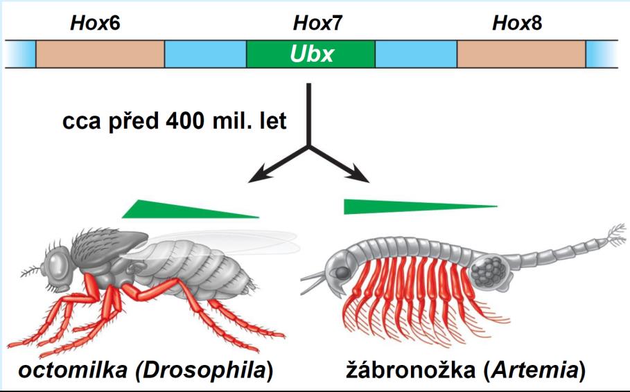 Původ druhů Jak může dojít k rychlé evoluci efekt zakladatele může akcelerovat evoluci zásadní změna prostředí může současně otevřít nové ekologické niky zásadní genetická změna - v evoluci hrají