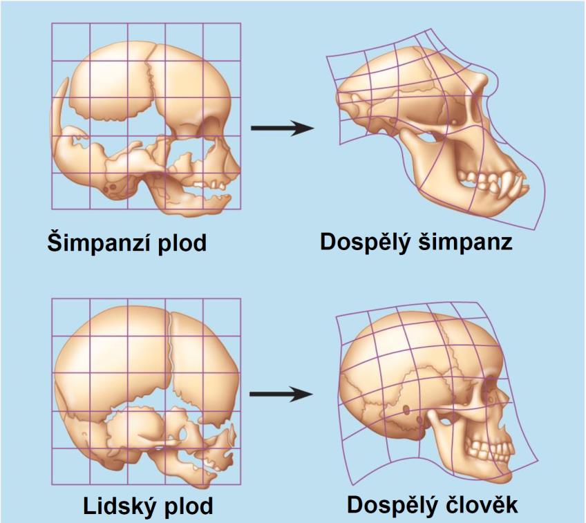 sledovatelná neotonie při porovnání vývoje lebky šimpanze a člověka obecně dospělý člověk