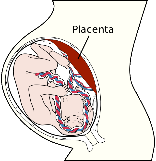 stádium plodu - plod (fetus) - po 2 měsících, velikost 2-3 cm - z části chorionu se utváří plodové lůžko - placenta, která prorůstá výběžky do