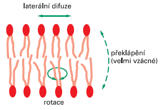 Pohyblivost fosfolipidů Tři typy možných pohybů molekul fosfolipidu v lipidové dvojné vrstvě (důsledek