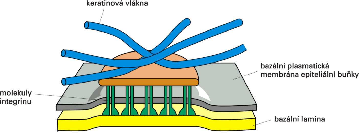 Hemidesmosom ukotvuje keratinová filamenta epiteliální buňky k bazální membráně Epiteliální buňky musí být, kromě pevného připojení jedna k druhé, ukotveny ke tkáním ležícím pod nimi.