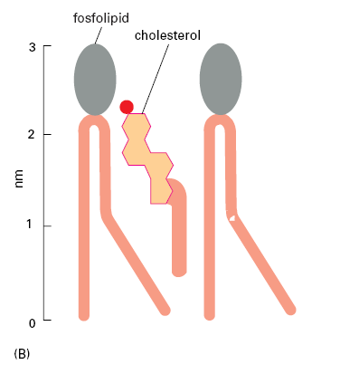 Úloha cholesterolu v buněčných membránách cholesterol pouze v živočišných buňkách, snižuje tekutost membrán (A)