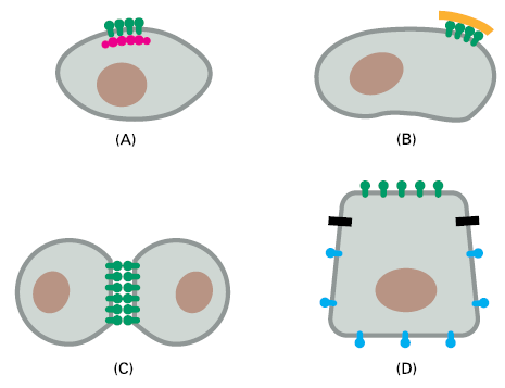 Čtyři způsoby omezení laterální pohyblivosti proteinu plasmatické membrány Omezení laterální pohyblivosti proteinů plasmatické membrány (A) připojení k buněčnému kortexu uvnitř