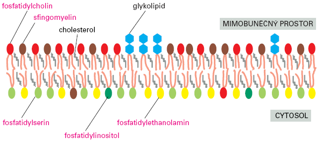 Lipidy v plasmatické membráně fosfolipidy pět typů glykolipidy (s šestiúhelníkovými hlavičkami cukrů) všechny