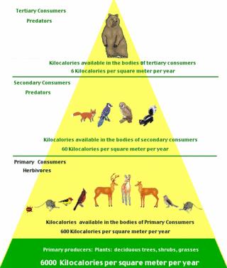 Potravní/trofické řetězce Potravní pyramida znázorňuje tok E a koloběh látek v rámci