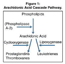 KASKÁDA KYSELINY ARACHIDONOVÉ FOSFOLIPIDY fosfolipáza A2 GLUKOKORTIKOIDY