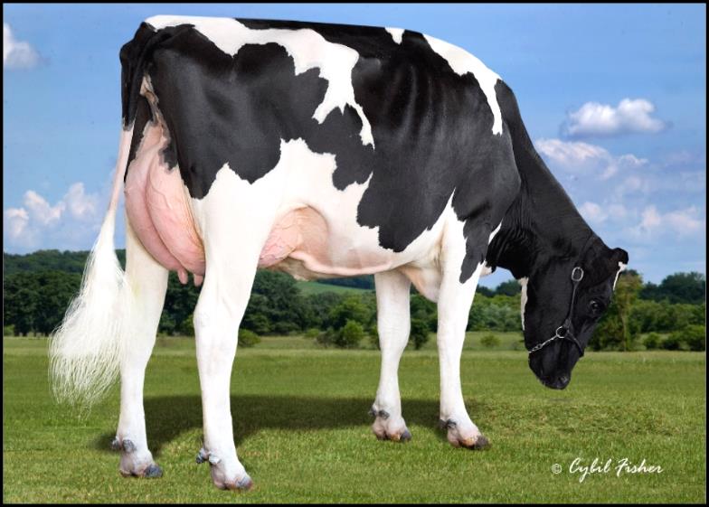 Alta1stClass (Uno) x Supersire +905 NM$ +2803 GTPI prodej jen sexované ID TOP 5 GT JEDI Montross (Mogul) x Supersire +898 NM$ +2787 GTPI prodej jen sexované ID A dále i top otcové býků po