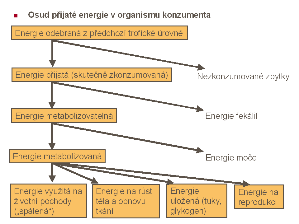 Ztráty energie v trofických