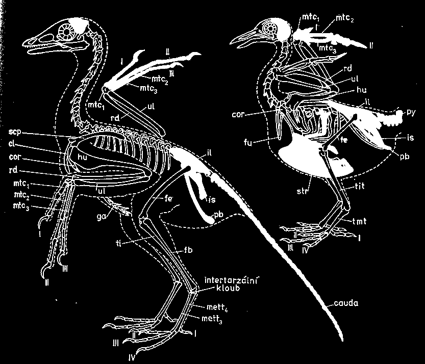 Srovnání kostry archeopteryxe a recentních ptáků (holub) Plazí znaky: zuby mozkovna 3 prsty na přední konč.