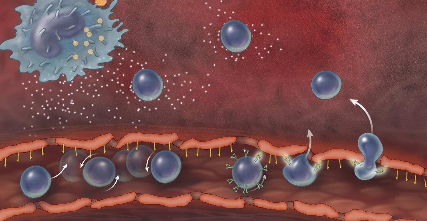 Mechanism of gut inflammation α 4 β 7 integrin/madcam-1 adhesion facilitates local gut inflammation