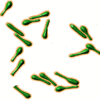 Clostridium botulinum Onemocnění -botulotoxin Doba inkubace 12-36 hod.