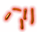 Verotoxin Escherichia coli Původce enteropatogenní E. coli produkující toxiny v lid.