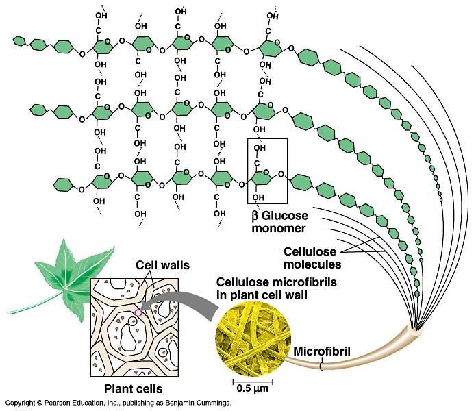 Růst buněčné stěny rostlin Celulosa synthasa -hexamer (syntéza 6