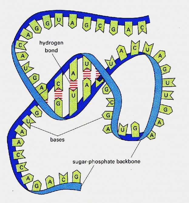 RNA ribonukleová kyselina