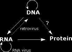 CENTRÁLNÍ DOGMA Tok informace v normální živé buňce DNA transkripce