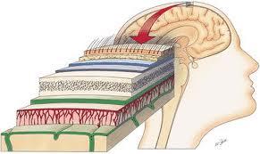 Vazivové obaly Anatomie - Systema nervosum Meninges vazivové pleny Mening, MindHelp (mozk.