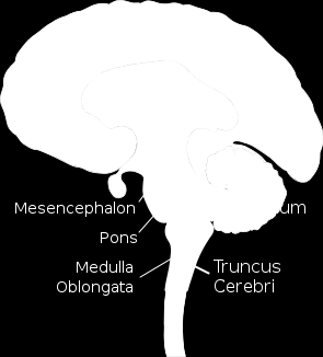 Rhombencephalon Zadní mozek, mozkový kmen (truncus encephali = medulla oblongata, pons Varoli,