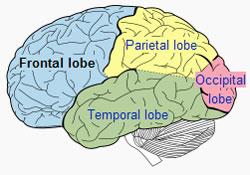 . Dvě polokoule (hemisféry), odděleny štěrbinou (jedna dominantní), propojeny vazníkem corpus calosum - pokryty