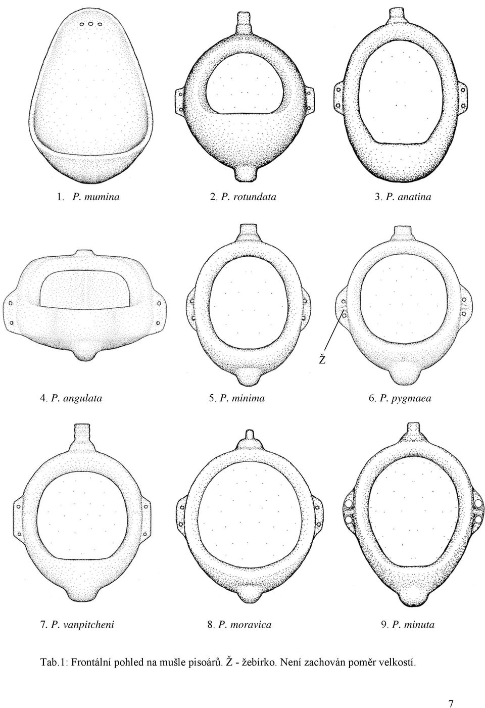 P. minuta Tab.1: Frontální pohled na mušle pisoárů.