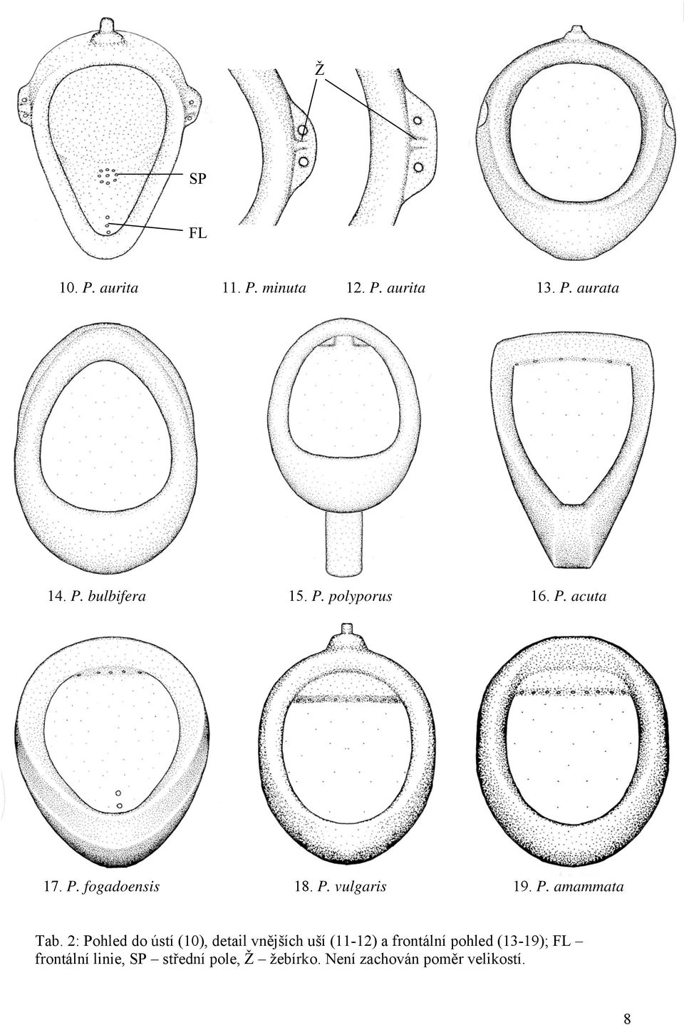 2: Pohled do ústí (10), detail vnějších uší (11-12) a frontální pohled (13-19);