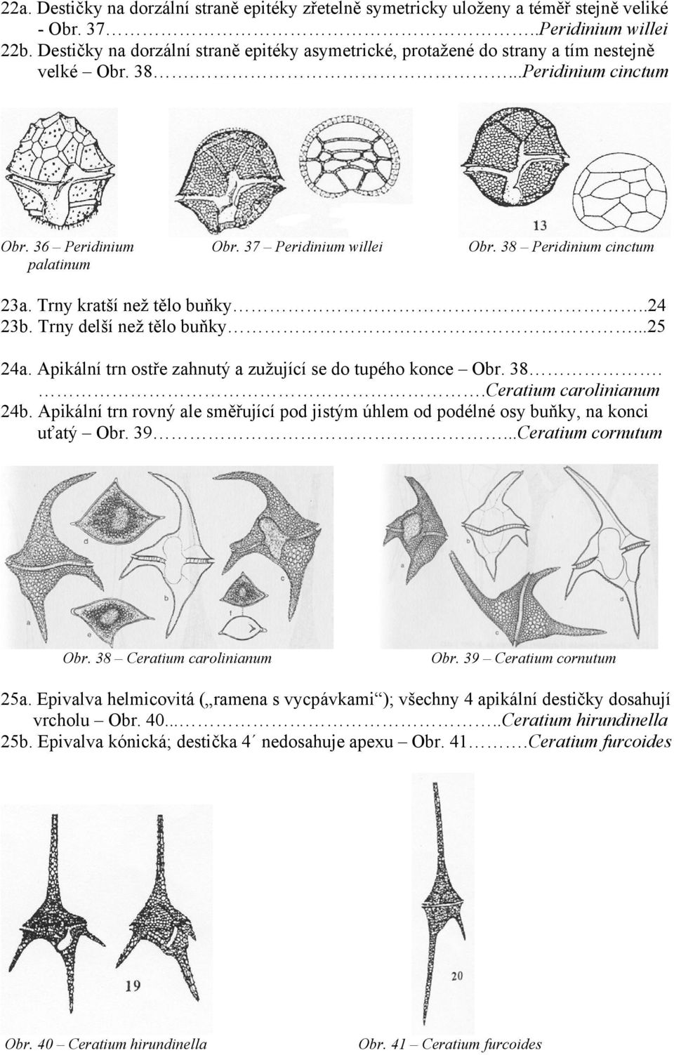 38 Peridinium cinctum palatinum 23a. Trny kratší než tělo buňky..24 23b. Trny delší než tělo buňky...25 24a. Apikální trn ostře zahnutý a zužující se do tupého konce Obr. 38..Ceratium carolinianum 24b.