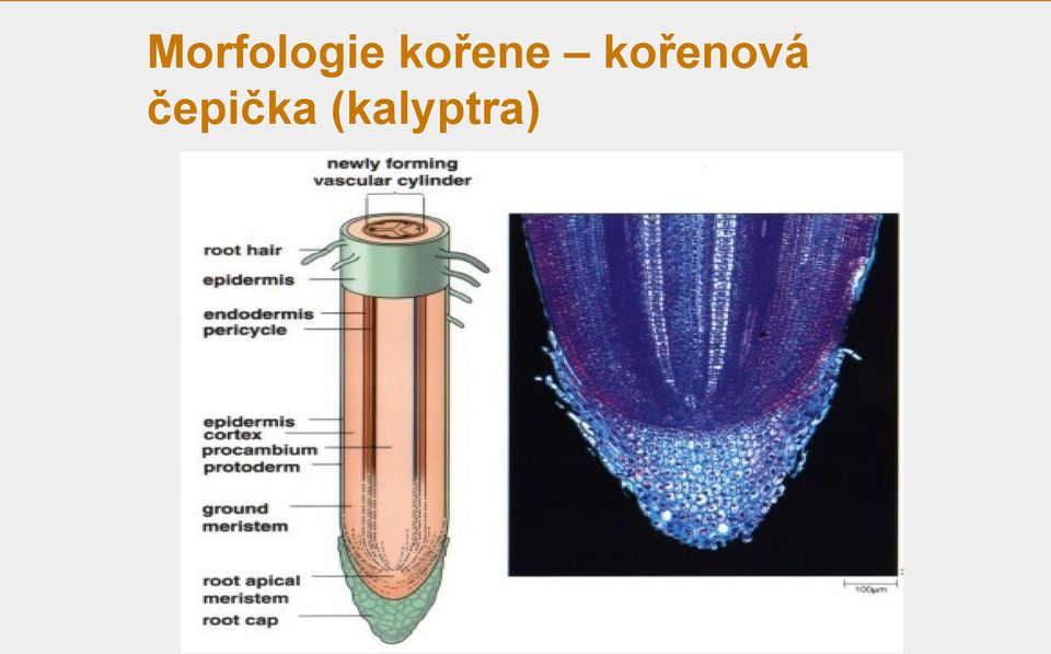 kořenová