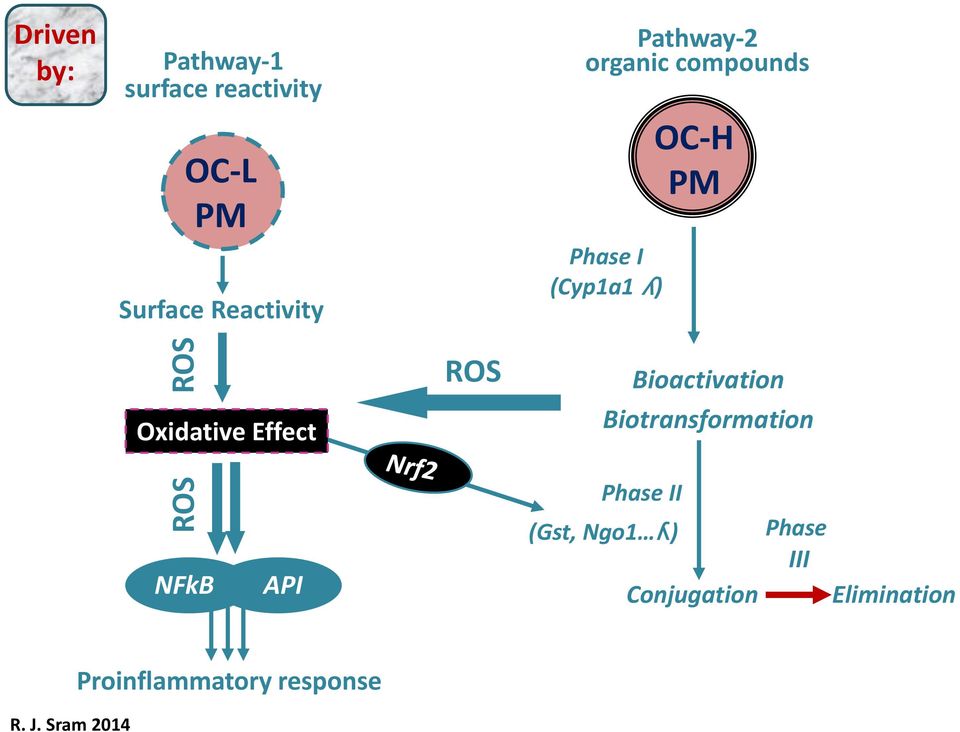 Oxidative Effect ROS Bioactivation Biotransformation NFkB API Phase