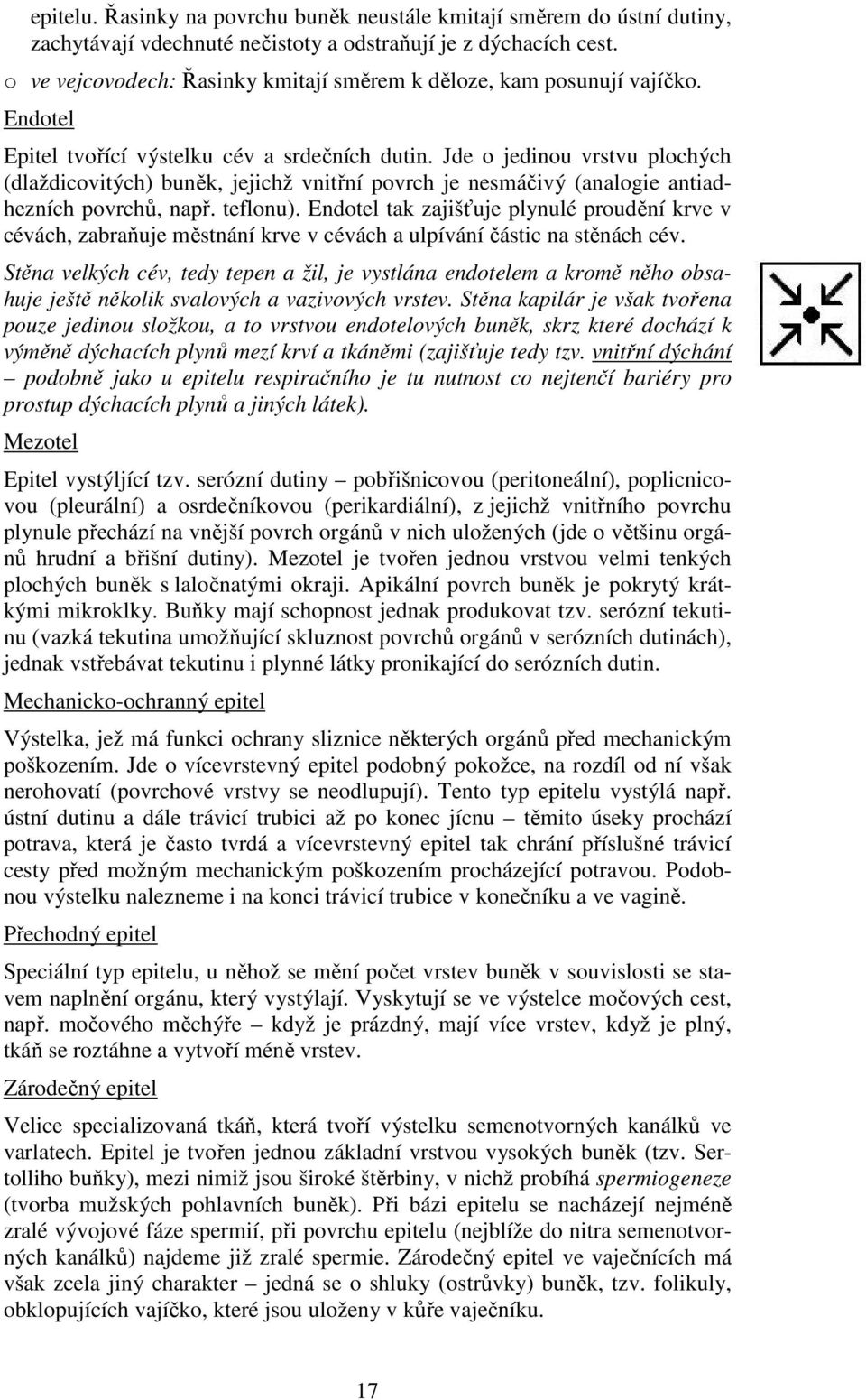 Jde o jedinou vrstvu plochých (dlaždicovitých) buněk, jejichž vnitřní povrch je nesmáčivý (analogie antiadhezních povrchů, např. teflonu).