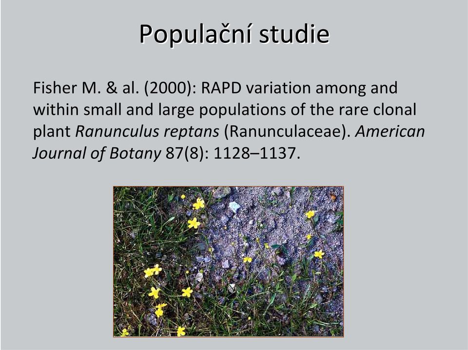 large populations of the rare clonal plant