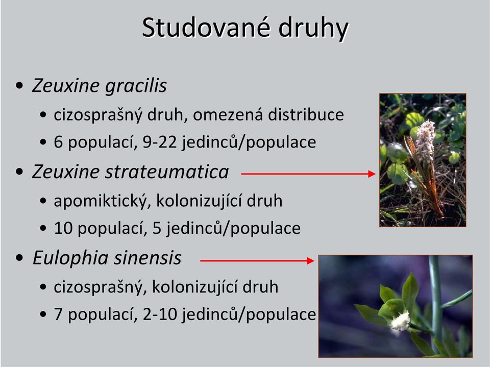 apomiktický, kolonizující druh 10 populací, 5 jedinců/populace