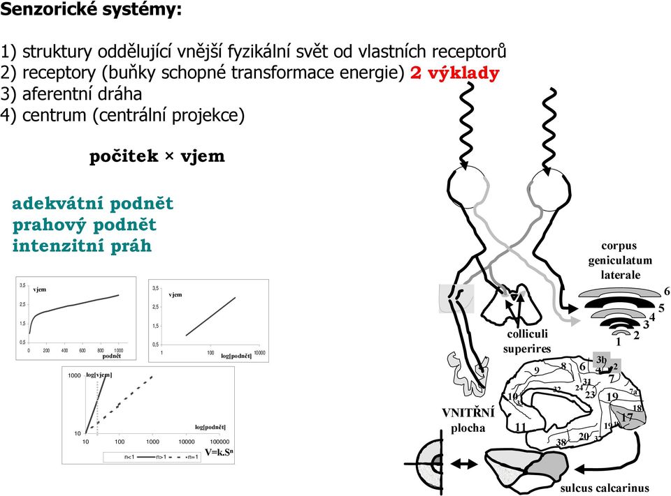 400 600 800 1 000 podnět 1000 log[vjem] 3,5 2,5 1,5 vjem 0,5 1 100 10000 log[podnět] log[podnět] 10 10 100 1000 10000 100000 n<1 n>1 n=1 V=k.