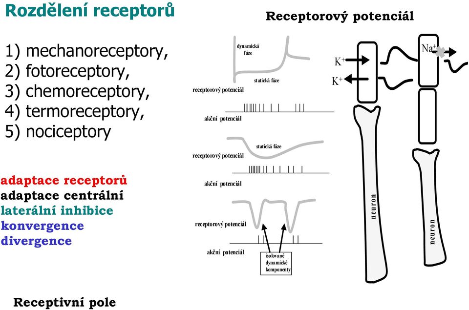 statická fáze statická fáze K + K + Na + adaptace receptorů adaptace centrální laterální inhibice konvergence