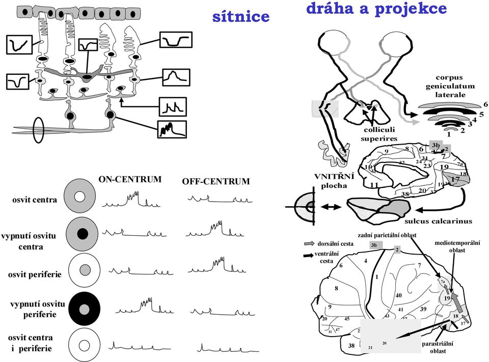 osvit periferie vypnutí osvitu periferie osvit centra i periferie dorsální cesta ventrální cesta 9 8 6 20 45 47 11 22
