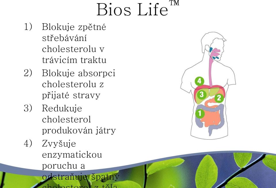 stravy 3) Redukuje cholesterol produkován játry 4)