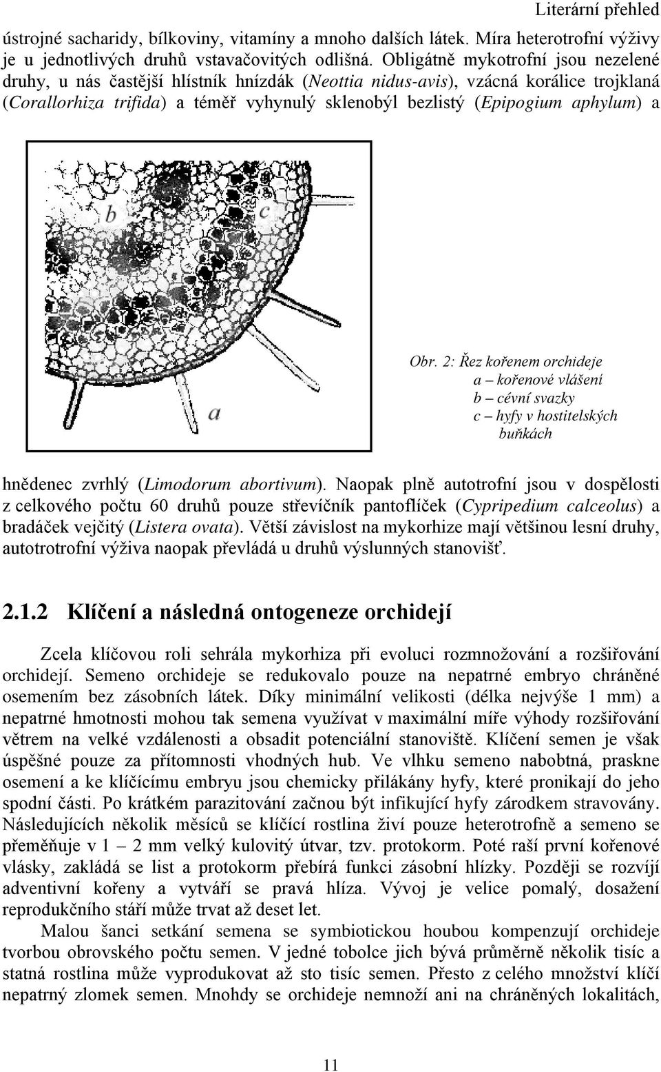 aphylum) a Obr. 2: Řez kořenem orchideje a kořenové vlášení b cévní svazky c hyfy v hostitelských buňkách hnědenec zvrhlý (Limodorum abortivum).