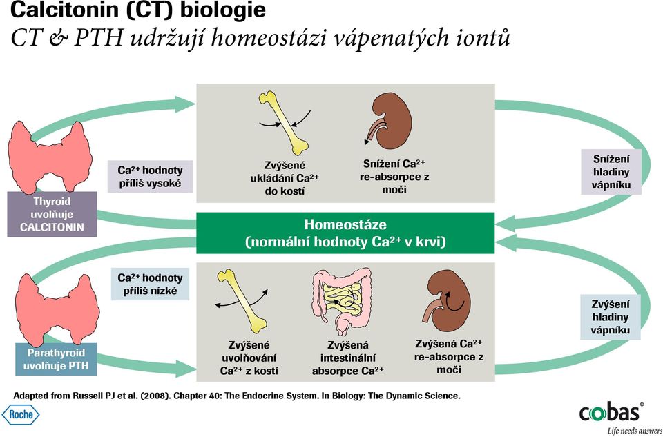 uvolňuje PTH Ca 2+ hodnoty příliš nízké Zvýšené uvolňování Ca 2+ z kostí Zvýšená intestinální absorpce Ca 2+ Zvýšená Ca 2+ re-absorpce