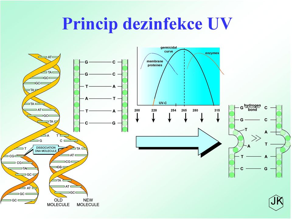 enzymes membrane