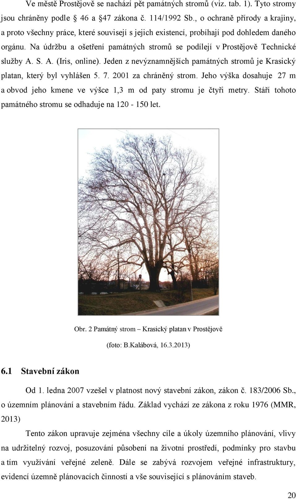 Na údržbu a ošetření památných stromů se podílejí v Prostějově Technické služby A. S. A. (Iris, online). Jeden z nevýznamnějších památných stromů je Krasický platan, který byl vyhlášen 5. 7.