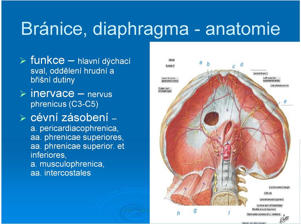zásobení a. pericardiacophrenica, aa. phrenicae superiores, aa.