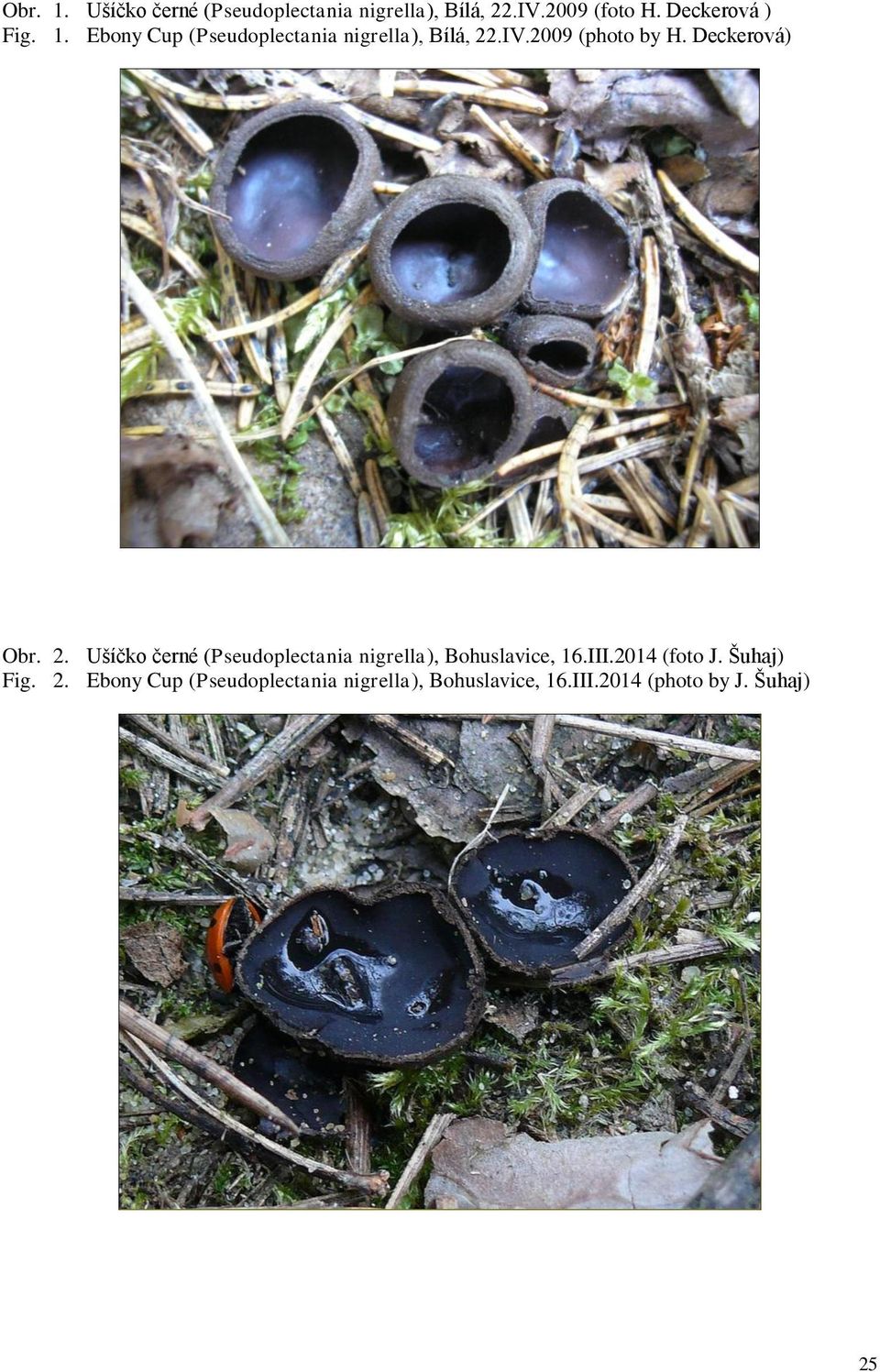 Deckerová) Obr. 2. Ušíčko černé (Pseudoplectania nigrella), Bohuslavice, 16.III.