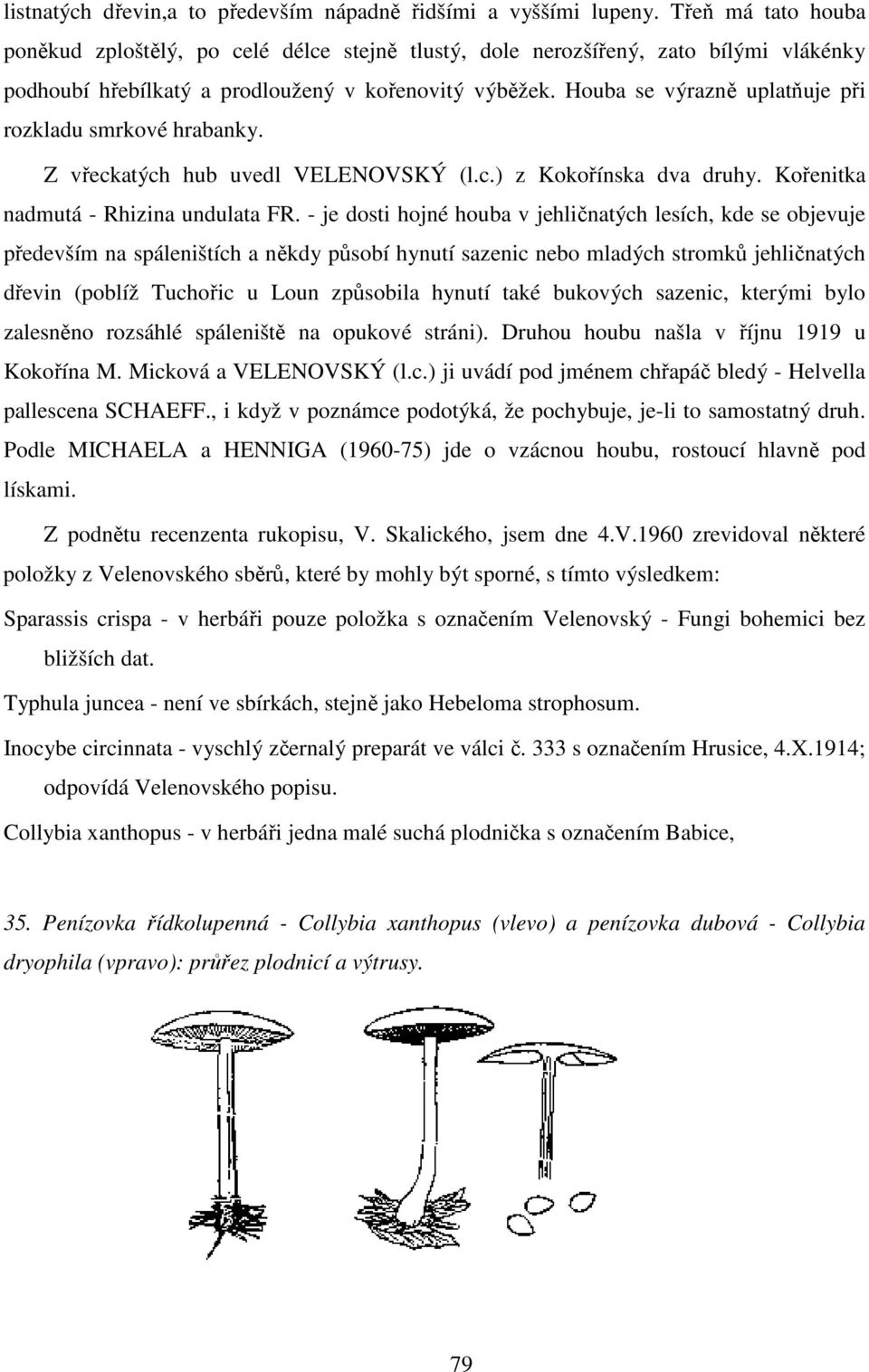 Houba se výrazně uplatňuje při rozkladu smrkové hrabanky. Z vřeckatých hub uvedl VELENOVSKÝ (l.c.) z Kokořínska dva druhy. Kořenitka nadmutá - Rhizina undulata FR.