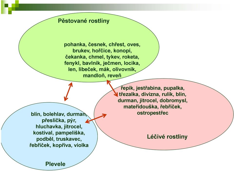 hluchavka, jitrocel, kostival, pampeliška, podběl, truskavec, řebříček, kopřiva, violka řepík, jestřabina, pupalka,