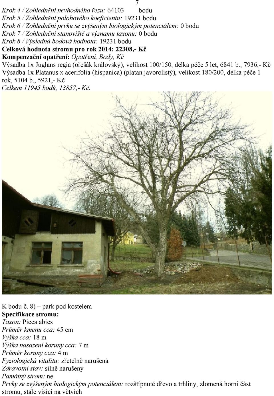 (ořešák královský), velikost 100/150, délka péče 5 let, 6841 b., 7936,- Kč Výsadba 1x Platanus x acerifolia (hispanica) (platan javorolistý), velikost 180/200, délka péče 1 rok, 5104 b.